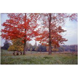 Trees outside Toulouse.jpg